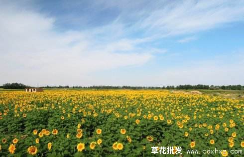 观赏向日葵花图片