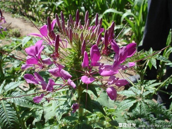 醉蝶花基地实拍图片