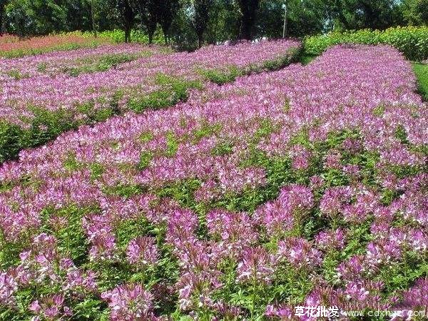 国庆摆花草花品种图片