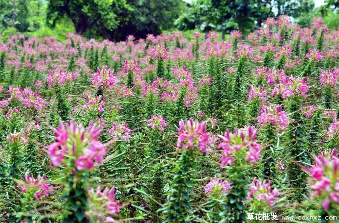 醉蝶花基地实拍图片