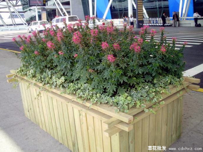 国庆节常用草花品种图片
