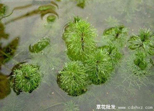 金鱼藻图片水中的实拍