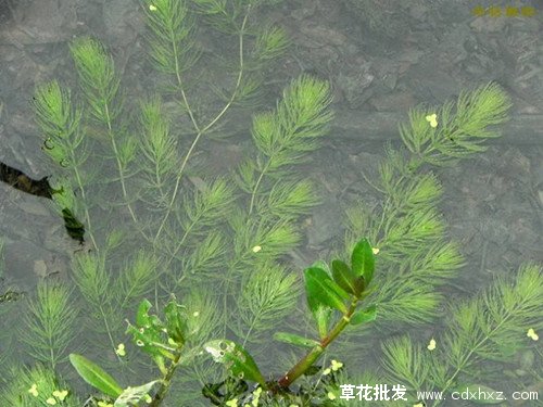 金鱼藻图片水中的实拍
