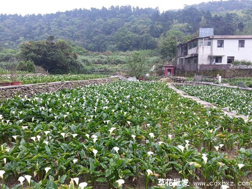 马蹄莲图片基地实拍图