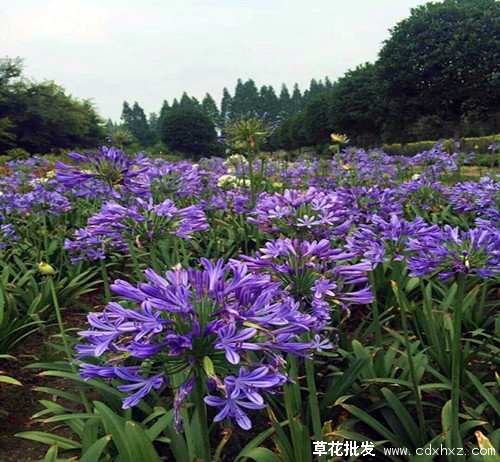 百子莲图片基地实拍