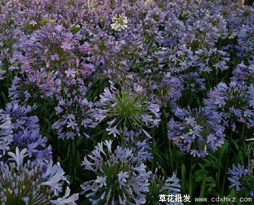 百子莲图片基地实拍