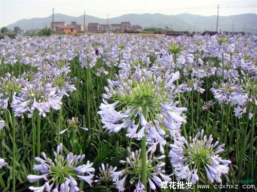 百子莲图片基地实拍