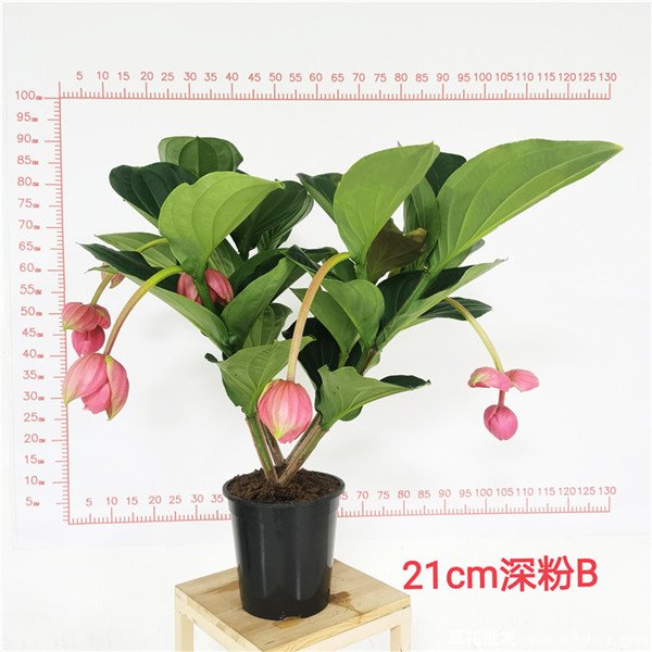宝莲灯花(图2) 21cm深粉宝莲灯花实拍图片