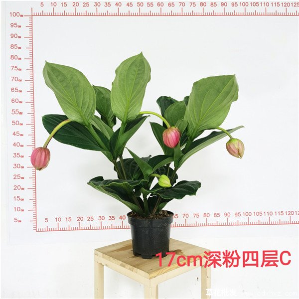 宝莲灯花(图4) 17cm深粉宝莲灯花实拍图片