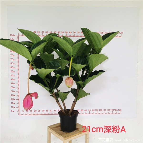 宝莲灯花(图3) 21cm深粉宝莲灯花实拍图片