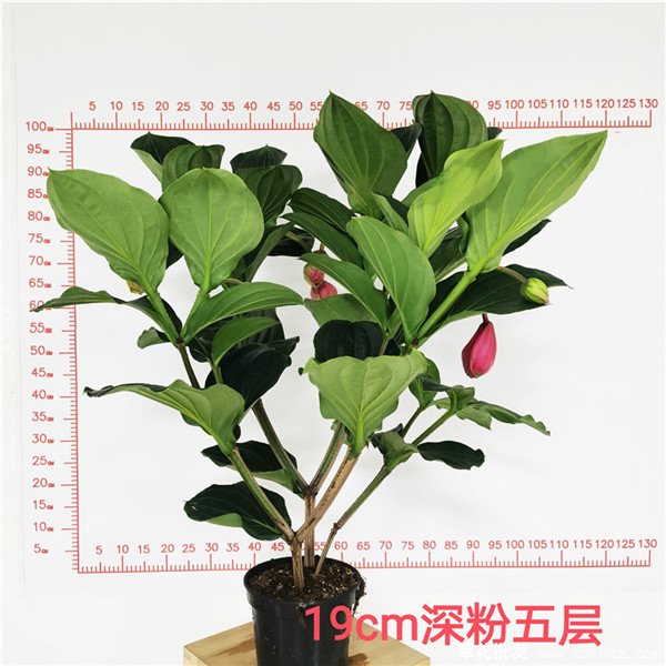 宝莲灯花(图5) 19cm深粉五层宝莲灯花实拍图片