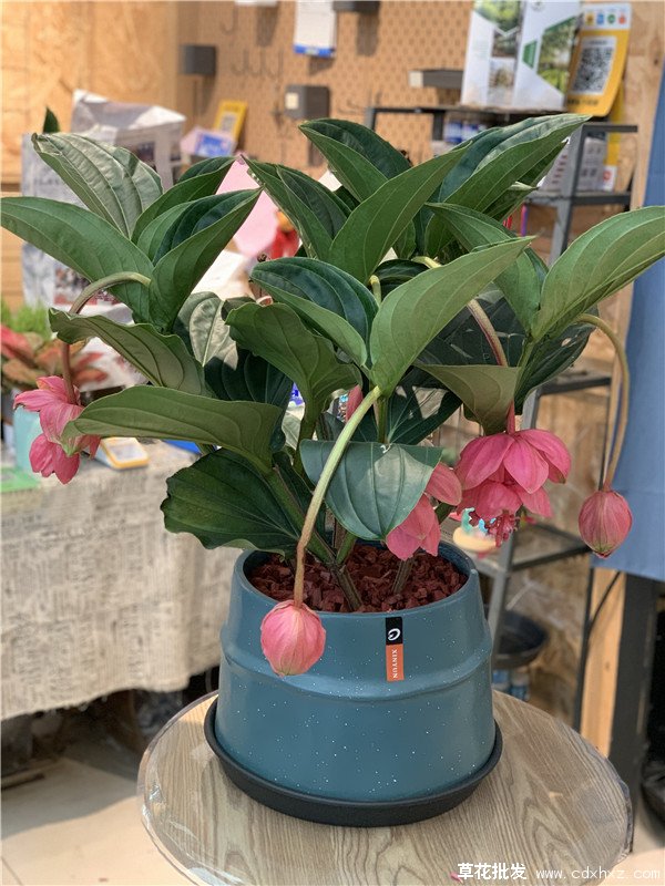 宝莲灯花(图10) 宝莲灯花实拍图片