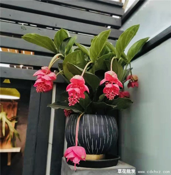 宝莲灯花(图11) 深粉宝莲灯花实拍图片