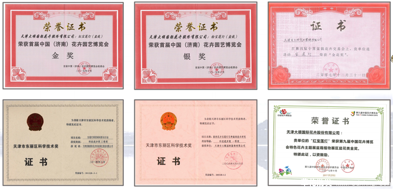 宝莲灯花(图18) 宝莲灯花荣誉资质图片