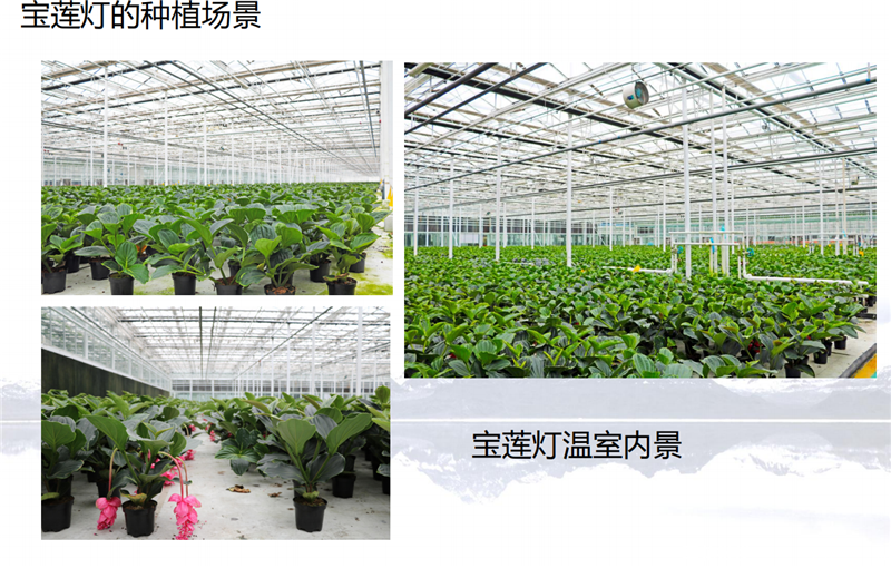 宝莲灯花(图20) 宝莲灯花基地室内种植棚图片