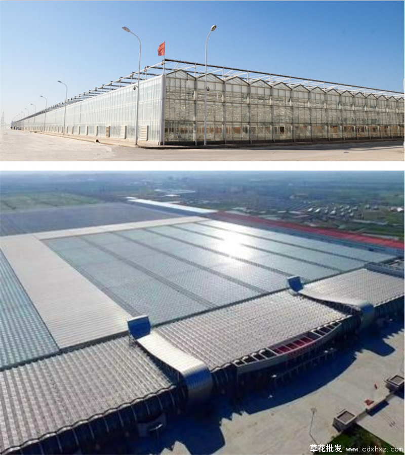 宝莲灯花(图21) 宝莲灯花基地室外航拍图片