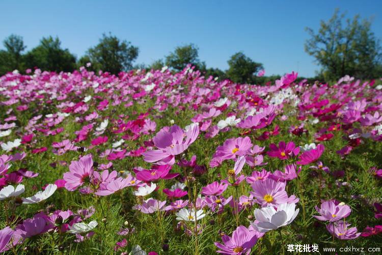 波斯菊花期用什么肥料