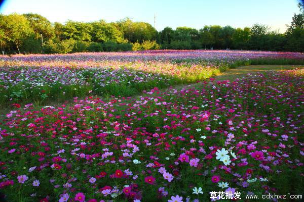 波斯菊图片