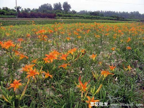 草花一平米大可以种植多少株