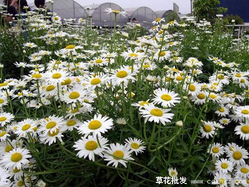 华北地区宿根花卉的种类有哪些？