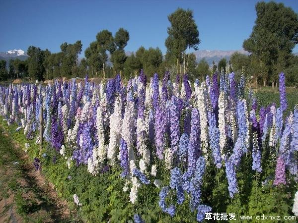 大花飞燕草基地实拍图片