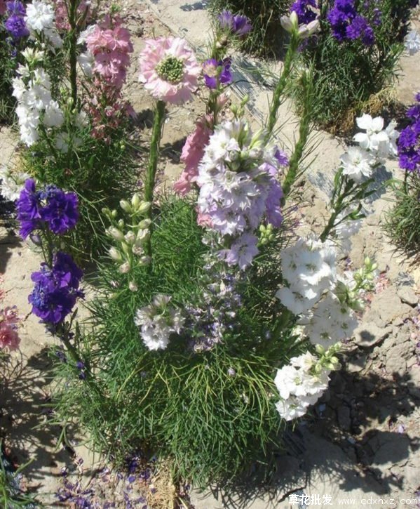 大花飞燕草基地实拍图片