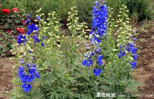 大花飞燕草基地实拍图片