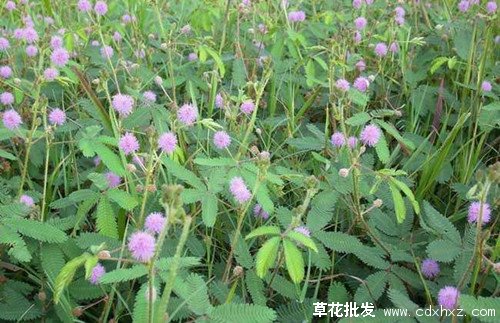 含羞草什么时候开花？花期是多久？