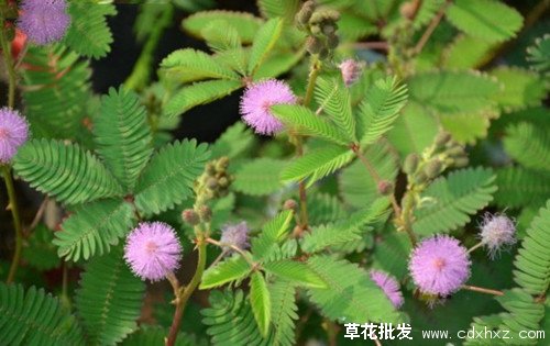 含羞草什么时候开花？花期是多久？