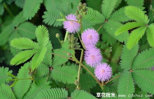 含羞草什么时候开花？花期是多久？