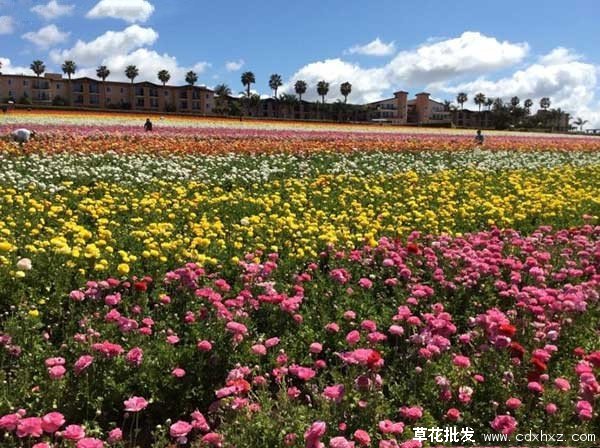 花毛茛基地实拍图片