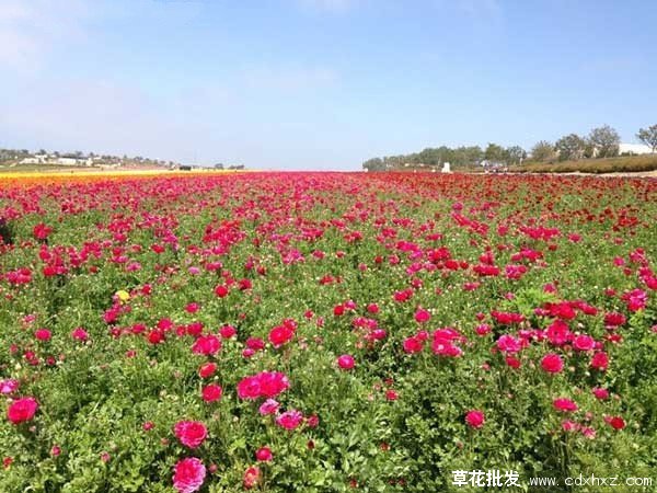 花毛莨基地实拍图片