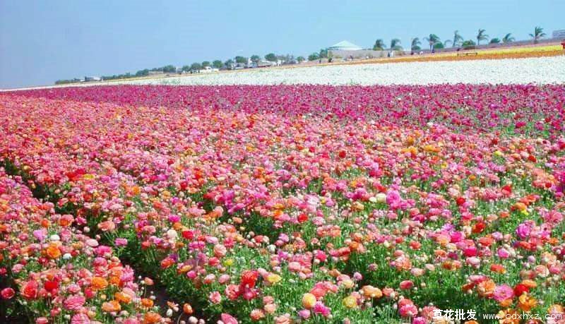 花毛茛基地实拍图片