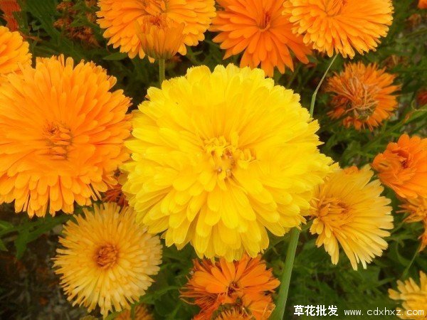 春天常见的宿根花卉图片