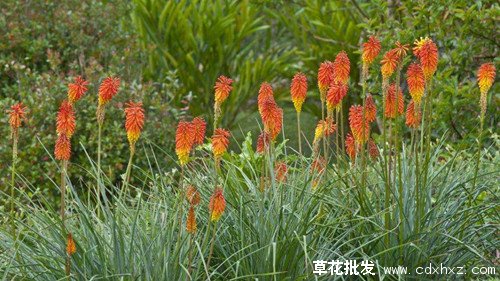 火炬花基地实拍图片