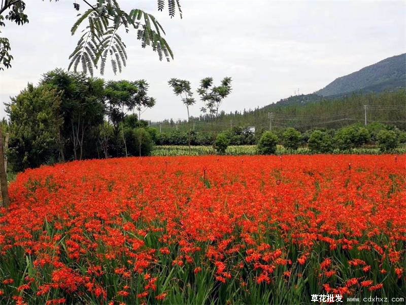 华北地区宿根花卉的种类有哪些？