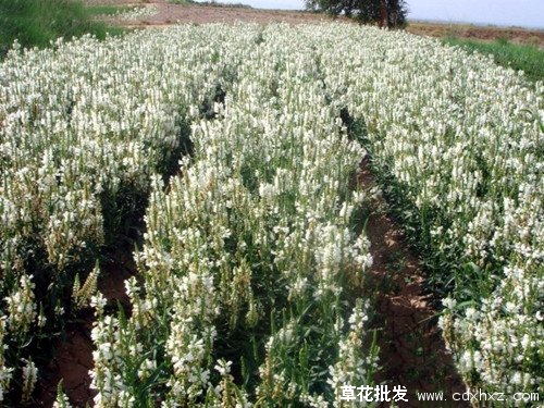 假龙头基地假龙头苗子图片