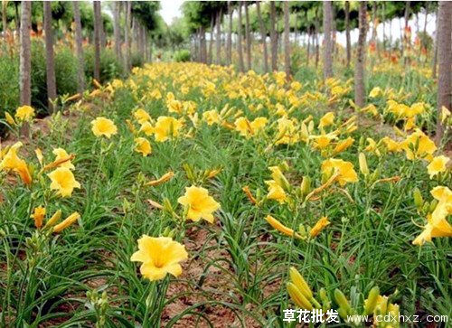 金娃娃萱草图片基地实拍图