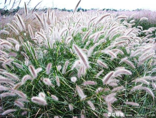 施肥后美丽的狼尾草草花图片