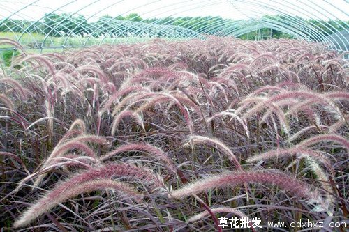 狼尾草图片狼尾草基地实拍