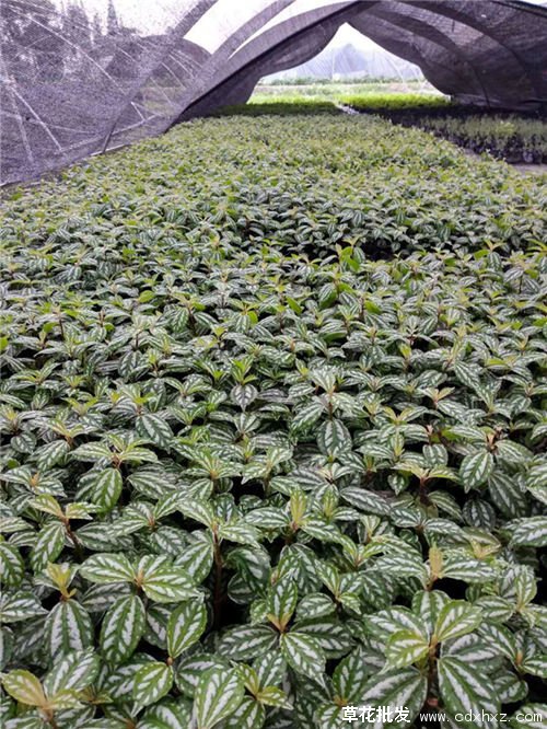 冷水花图片基地实拍