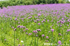 紫色的宿根花卉有哪些？