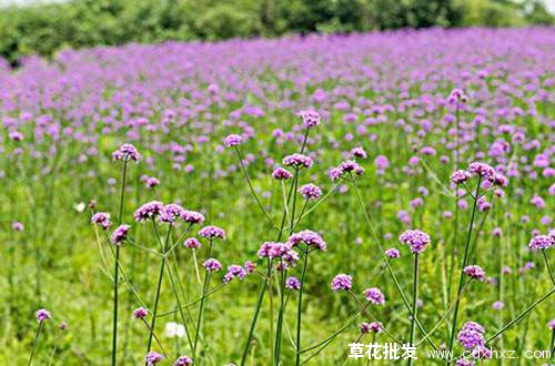 宿根花卉图片