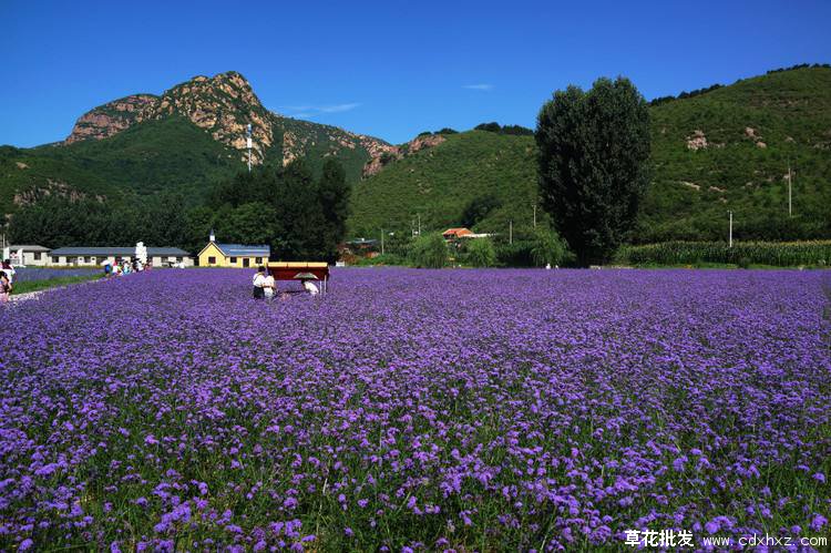 公园里马鞭草实拍图片