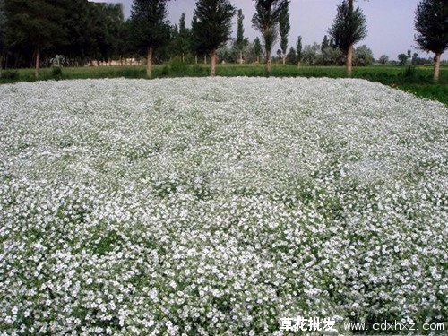 宿根花卉图片