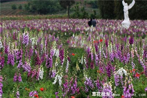 施肥后美丽的毛地黄草花图片