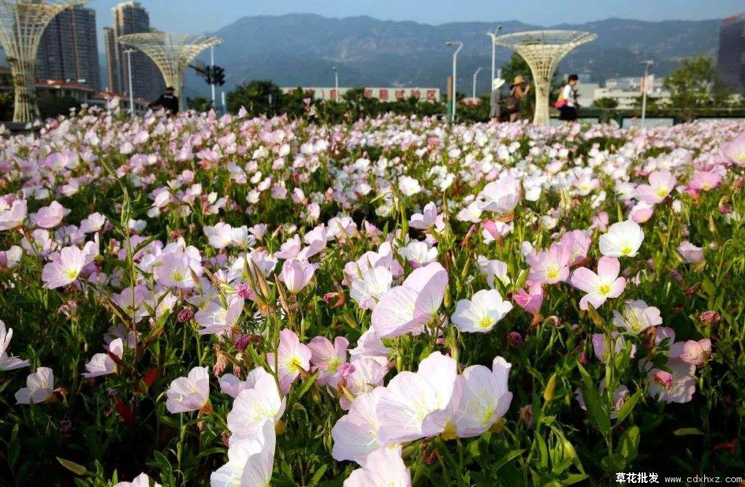 宿根花卉基地实拍图