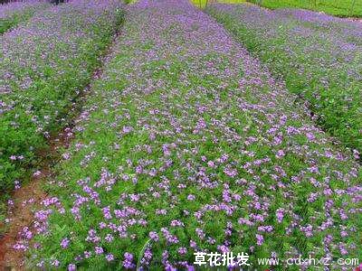 美女樱图片