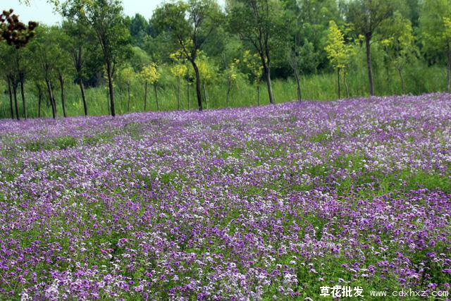 四川宿根花卉基地实拍