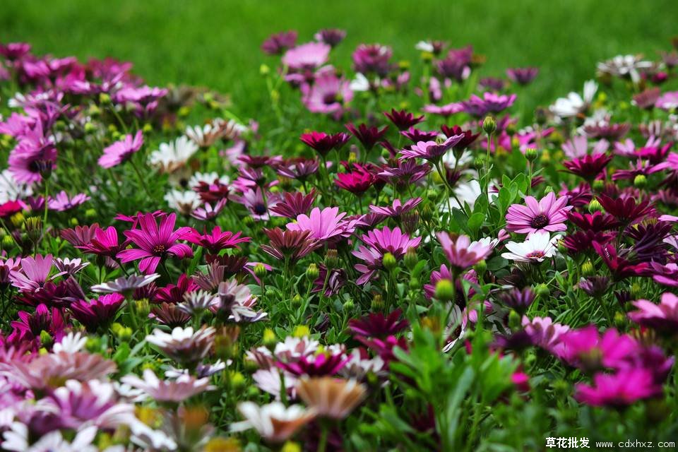 用木春菊打造的花海图片